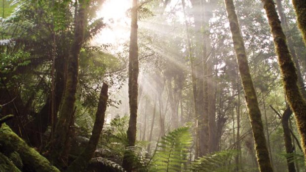 Tasmania's 447,000 hectare Tarkine ... home to the world's second largest temperate rainforest is in danger of ruin.