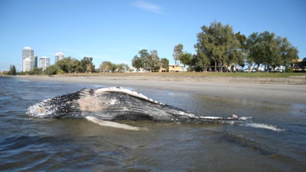 A baby humpback washed up on the Gold Coast will be given an indigenous burial.