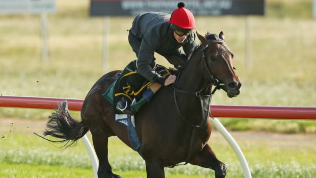 Imposing presence: Brown Panther is put through his paces at Werribee on Saturday.