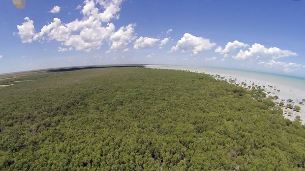 Mangrove forest in the Roebuck Bay.