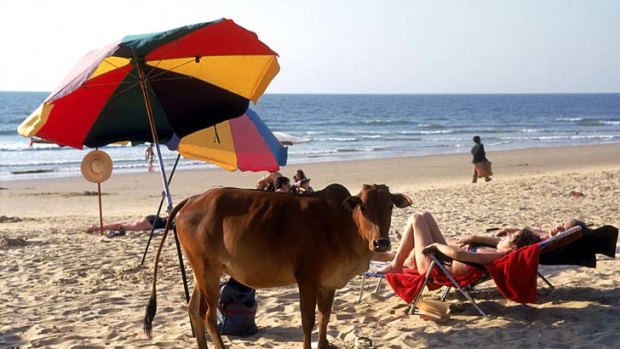 Hippie paradise ... cows hang out on the beach in Goa.