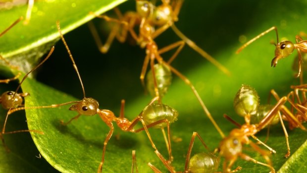 Insects may well experience fear and pain when pesticides hit, research has found. 