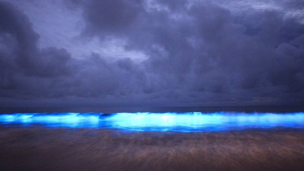 Blue crush: A crashing bioluminescent wave at Preservation Bay.