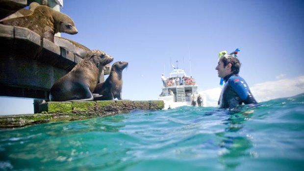 A visitor meets some seals on a Moonraker tour in Port Phillip Bay.