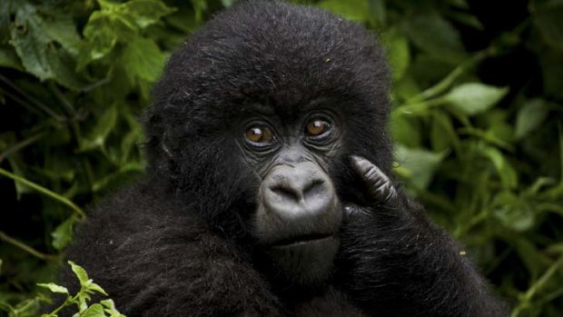 A juvenile gorilla at Volcanoes National Park.