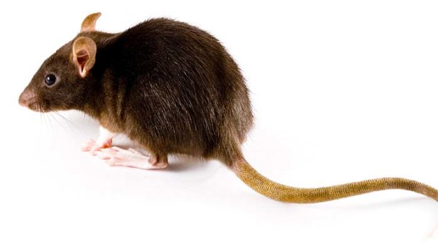 Giant rats have invaded Goodna since since the Summer flood.