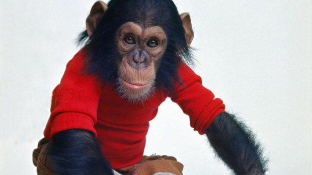 No more monkey business: After much soul searching, the researchers at the heart of the doco <i>Project Nim</i> are forced to admit that their pet chimp, Nim Chimpsky, is not a child.