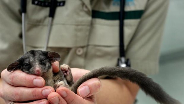 Little Aussie breeder: Veterinary nurse Kim Hollis with the male Leadbeater's possum at the Healesville Sanctuary.