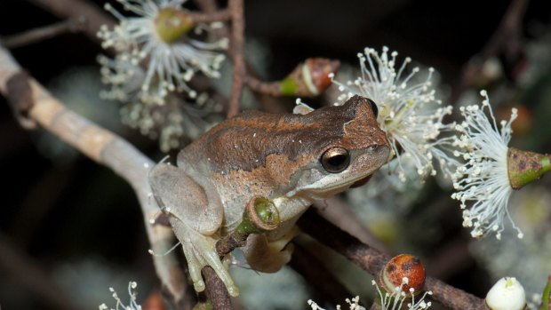 The genetic diversity of the southern brown tree frog fell after the Black Saturday fires.