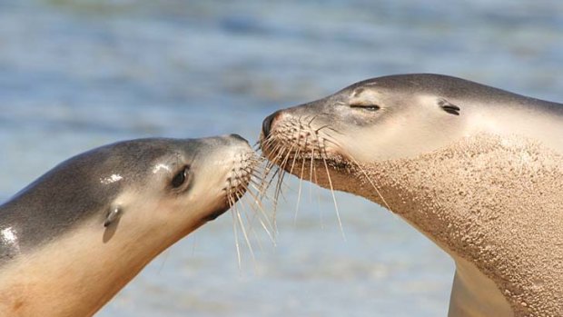 The fishing industry is on notice as protection for the threatened sea lion is increased.
