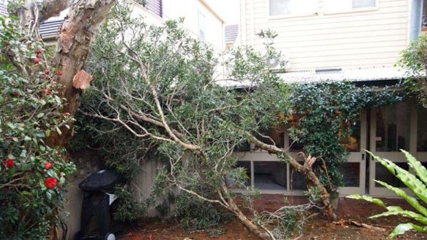 Large branches were blown off a tree at this Bondi home.