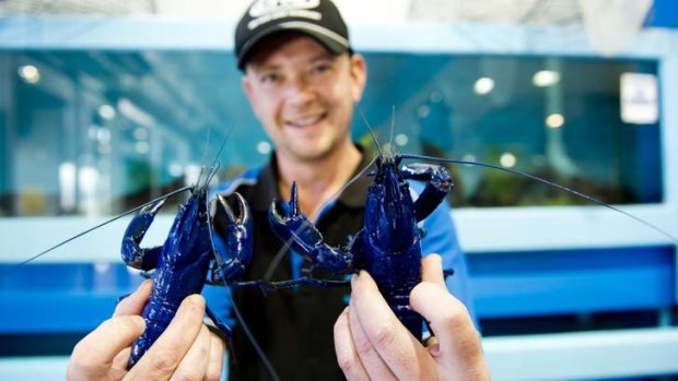Ocean Fresh Seafoods Tom Ahern shows off two Western Australian Blue Marron.