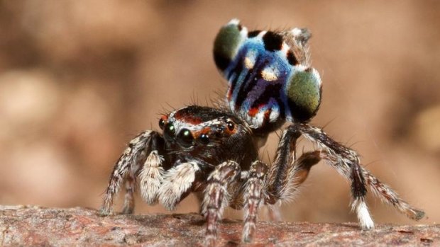 New peacock  spider Maratus harrisi named after ACT vineyard worker Stuart Harris.