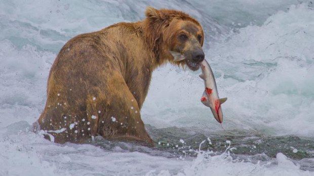 A brown bear catches a Sockeye salmon in an Alaskan river.