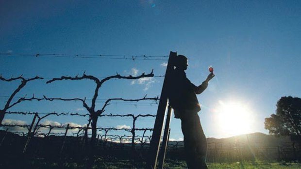 Cool-climate wines ... the Canberra wine region is making a name for itself.