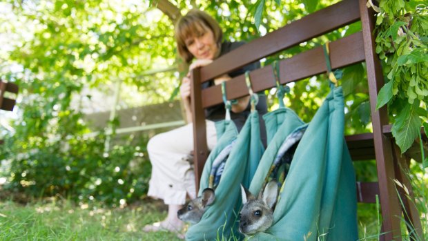 ACT Wildlife carer Joan McKay with some snug-looking wallabies.