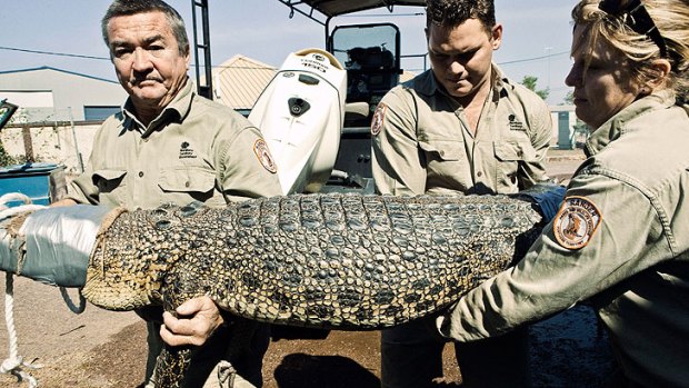 Saltwater crocodiles fight back - and sometimes win - in the waters around Darwin.