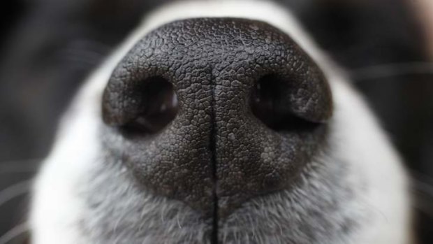A woman's best friend: The sensitive noses of dogs have inspired medical researchers.