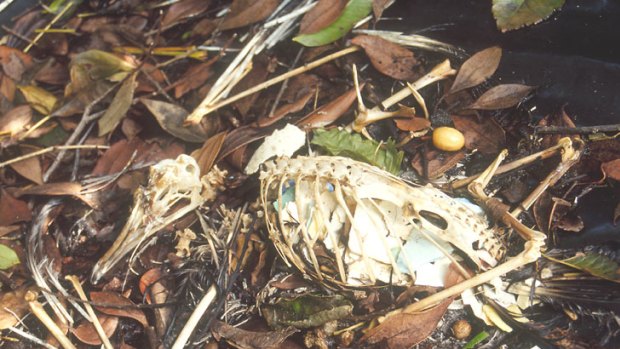 A Lord Howe shearwater's skeleton reveals its stomach was loaded with shards of blue and white plastic.