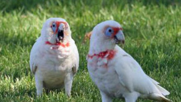 Cacophonous long-billed corellas may soon be exterminated from Busselton's beachfront.