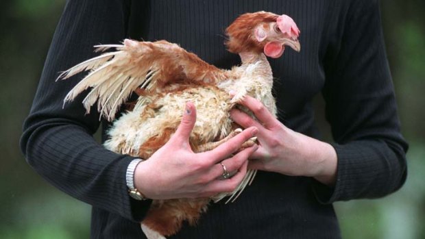 A battery hen, rescued by the RSPCA in Melbourne.