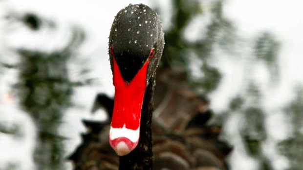 This financial crisis is a 'black swan'.