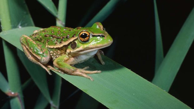 Endangered in NSW: The growling grass frog.