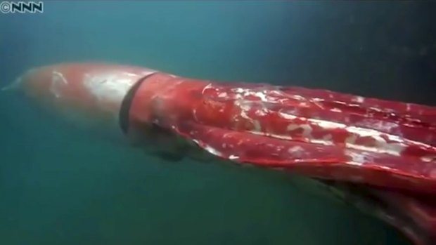 A giant squid has been seen in Japan, in Toyama Bay in Honshu, on Christmas Eve.