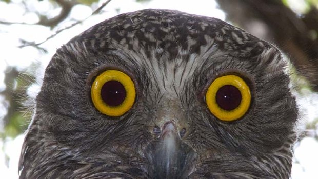 Ninox Strenua ... Sydney's powerful owl