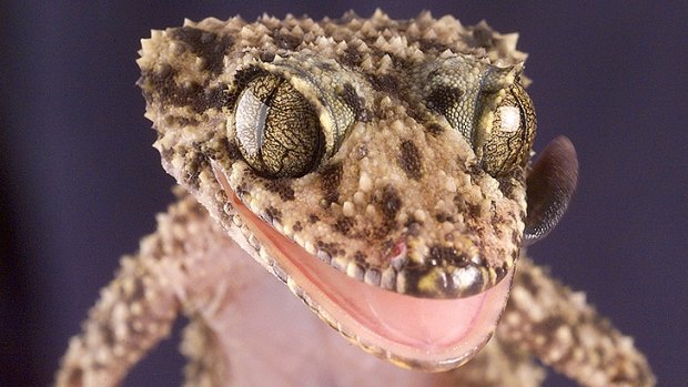 Geckos don’t have eyelids, so they have to lick clean their eyes.