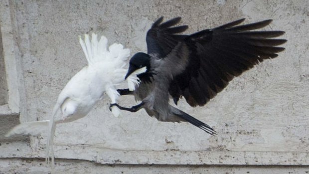 A dove that was freed by children with Pope Francis is attacked by a black crow in St Peter's Square in January.