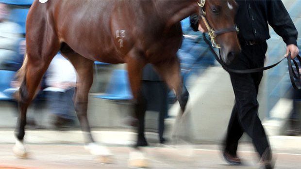 A horse has died of Hendra virus south of Brisbane.