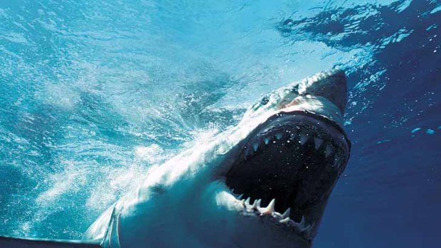 The Great Whites of fast fashion are approaching.
