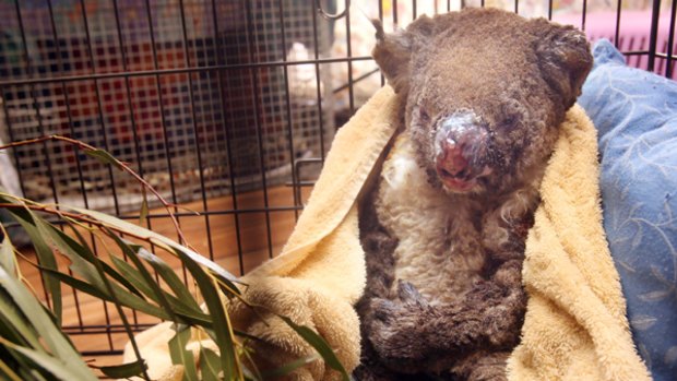 Survivor...a rescued koala.