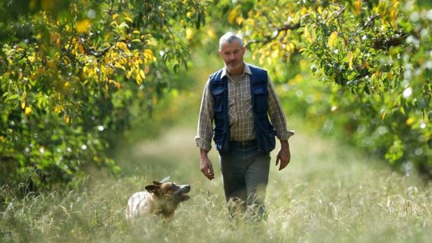 Orchardist Gary Godwill at his Kialla property sells peaches to SPC in Shepparton.