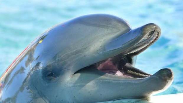 Filmmakers claim 23,000 dolphins are slaughtered at Broome's Japanese sister-city each year.