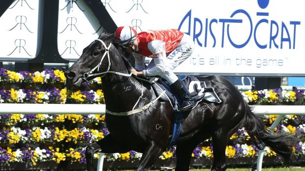 Convincing: a trip to Melbourne could be on the cards for Joe Pride's Kuro.