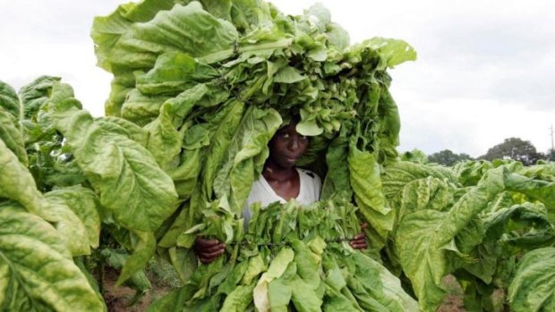 Tobacco farming declined sharply in Zimbabwe after the land seizures.