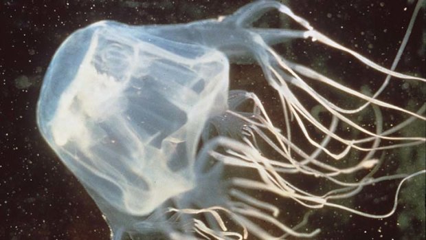 Box jellyfish venom can be extremely deadly.