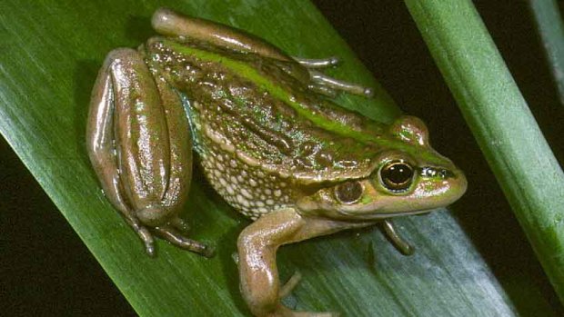 The grass frog - a common species in trouble