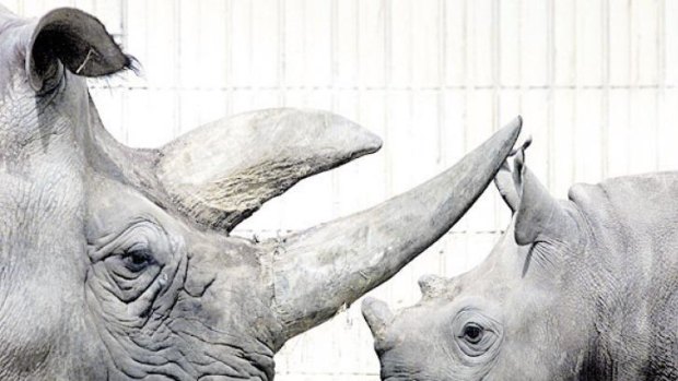 Prized possession: the horns from rhinos are believed by some to give special powers. 
