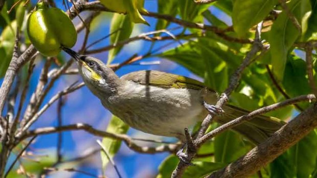A singing honeyeater takes a drink of nectar.