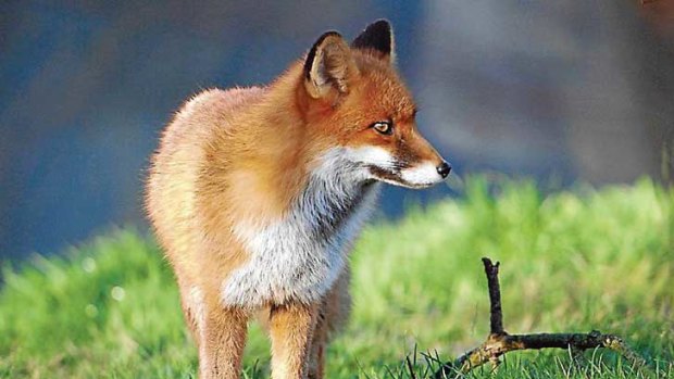 Australia's current population of foxes are descended from foxes released near Ballarat and at Point Cook in the early 1870s.