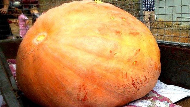 Key to growing a giant pumpkin is a lot of tender love and care, says the winner of the annual Lower Kalgan Pumpkin Fair. 