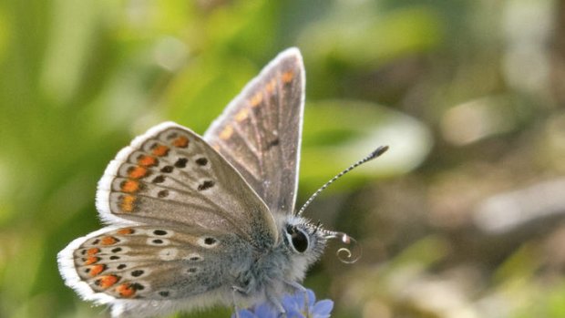 Global warming is helping Britain's brown Argus butterfly to flourish.