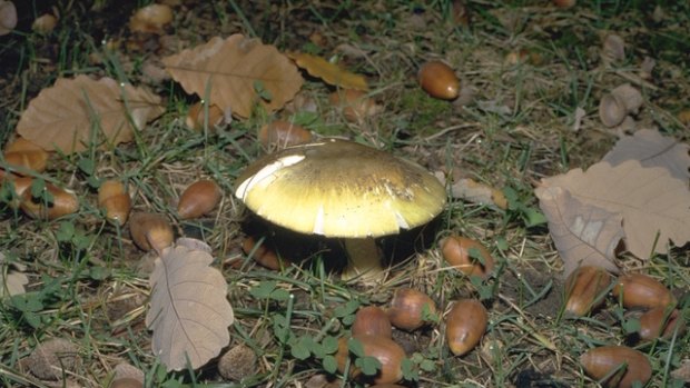 Canberrans are being urged to avoid lethal "deathcap" mushrooms sprouting in the city.