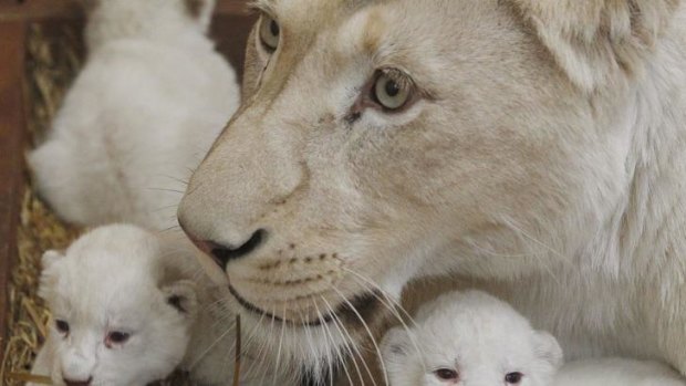 White lioness Azira lies in their cage with her three white cubs that were born last week in Poland.