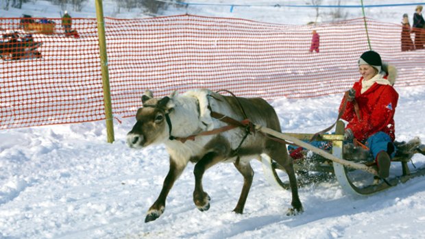 Arctic get-togethers ... reindeer racing.