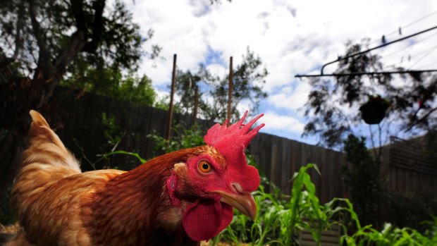 Harbour City Ferries terminated Mr Redden's employment when it discovered he called his colleague a "dog" and, when his colleague ignored him, performed the chicken dance at him to imply he was a chicken for not retaliating. 