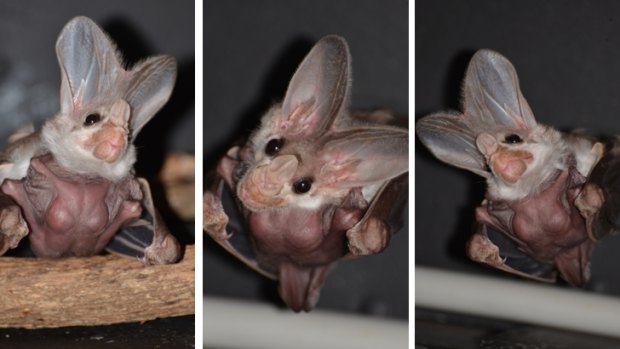 Three views of the ghost bat pup, born at Taronga Zoo.